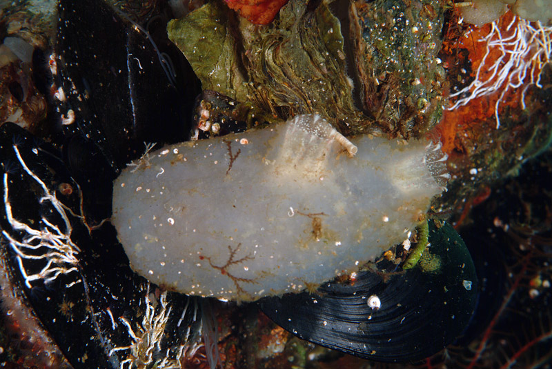 Styela plicata